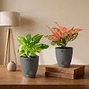 Variegated Money Plant amp Aglaonema Pink Valentine