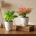 Variegated Money Plant amp Aglaonema Pink Valentine