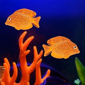 vayinato 2 pcs artificial silicon floating simulating fake fish for aquarium fish tank decorations  looks like real fish  no harm to fish  no colour fade marine fish by petzlifeworld