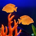 VAYINATO® 2 Pcs Artificial Silicon Floating Simulating Fake Fish for Aquarium Fish Tank Decorations | Looks Like Real Fish | No Harm to Fish | No Colour Fade (Marine Fish) by Petzlifeworld