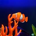 VAYINATO® 2 Pcs Artificial Silicon Floating Simulating Fake for Aquarium Decorations | Looks Like Real | No Harm to Fish | No Colour Fade (Discus Fish) by Petzlifeworld