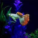 VAYINATO® 2 Pcs Artificial Silicon Floating Simulating Fake for Aquarium Decorations | Looks Like Real | No Harm to Fish | No Colour Fade (Discus Fish) by Petzlifeworld