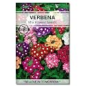 Navika Seeds ; Grow with Us Verbena Flower Seeds,Perfect for Home &amp; Terrace Gardening Winter &amp; Summer Blooms in India-Includes Free E-Book for Kitchen,Backyard,Gardening &amp; Planting. High Germination