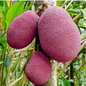 vietnam pink jackfruit katahal kathal  high yield hybrid early fruiting healthy exotic fruit live plant vietnam variety live grafted red jackfruit plant plants tree