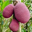 Vietnam Pink Jackfruit Katahal Kathal || High Yield Hybrid EARLY FRUITING Healthy Exotic Fruit live plant (VIETNAM Variety) Live Grafted Red Jackfruit Plant Plants Tree