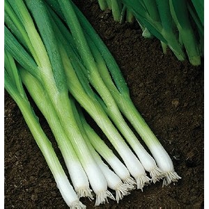 Vinayak Seeds Nisargaa Green Spring Onion F1
