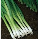 Vinayak Seeds Nisargaa Green Spring Onion F1