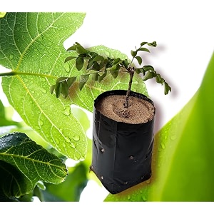 grow plant nursery bags size13x13 inch pack of 25 black