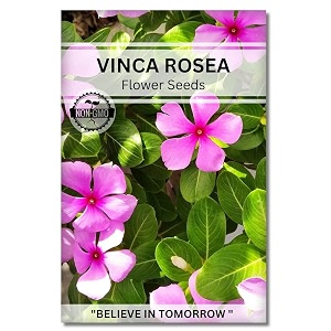 navika seeds  grow with us vinca flower seedsperfect for home amp terrace gardening winter amp summer blooms in india-includes free e-book for kitchenbackyardgardening amp plantinghigh germination