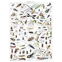 Vintage Insect Poster Print - Entomology Identification Reference Chart Volume 1 (LAMINATED, 18" x 24")