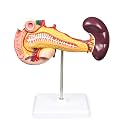 VAD423-N Pancreas, Duodenum, & Spleen Model