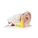 VAE402-AN 4X Ear Model- 5 Parts | Shows External, Middle and Inner Ear