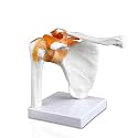 VAJ227 Classic Functional Shoulder Joint Model, Articulated with Flexible Ligaments. Features Clavicle, Humerus and Scapula