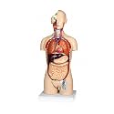Vision Scientific VAT108-N-DC Life-Size Dual-Sex Human Torso Anatomy Model, 27 Removable Parts, Interchangeable Male/Female Systems, Open Back, Numbered Key & Manual, Zip Dust Cover — Medical & Nursing