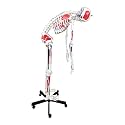B10230 Medical Life Size Flexible Skeleton with Muscle, Full Size