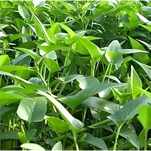 water spinach seeds for planting  kangkong seeds for home gardening  fast growing leafy seeds  kitchen gardenpack of 100 seed
