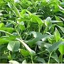 Water Spinach Seeds for Planting | Kangkong Seeds for Home Gardening | Fast Growing Leafy Seeds | Kitchen Garden,(Pack Of 100 Seed)