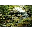 Waterfall Aquarium Background Jungle Forest Lake Stream Natural Landscape Fish Tank Background Tropical Plants Huge Rock with Moss Terrarium Backgrounds Jungle Trees Falls Reptile Backgrounds 60x24in