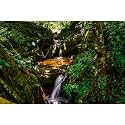 Waterfall Aquarium Background Jungle Forest Lake Stream Natural Landscape Terrarium Backgrounds Tropical Plants Rock with Moss Fish Tank Background Jungle Forest Style Reptile Backgrounds 30x18in