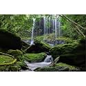 Waterfall Aquarium Background Jungle Forest Stream Landscape Fish Tank Backgrounds Tropical Plants Rocks Lush Moss Reptile Tank Backgrounds Jungle Rainforest Reptile Enclosure Backgrounds 72x16in