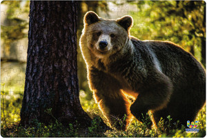 Webby Wild Brown Bear Jigsaw Puzzle 252
