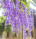well art gallery Artificial Leaves Wisteria Flower Fake Vine Hanging decoration(Set of 6,Purple) Purple Westeria Artificial Flower (43.2 cm, Pack of 66, Vine & Creepers)