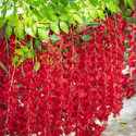 well art gallery Artificial wisteria Vine Flower Home Party Wedding Decoration (Peach, Set of 6) Red Westeria Artificial Flower
