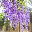 well art gallery Purple Wisteria Flowers Garland Artificial Flowers for Home Décor PACK OF (12) Purple Westeria Artificial Flower