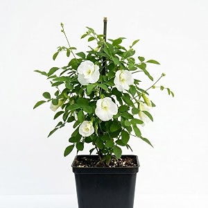 white aparajita double petal live plant with pot  clitoria ternatea white butterfly pea flowering creeper  fast growing climber for home garden balcony terrace wall fence decor  pack of 1