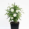 White Aparajita Double Petal Live Plant with Pot | Clitoria Ternatea White Butterfly Pea Flowering Creeper | Fast Growing Climber for Home Garden Balcony Terrace Wall Fence Decor | Pack of 1