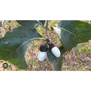 white bhilawa tree rare live plant