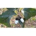 white bhilawa tree Rare live plant