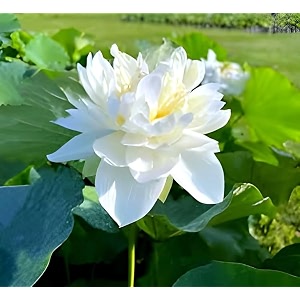 white micro lotus tuber root nelumbo nucifera  live hybrid aquatic plant for pond tub amp terrace water garden  white blooms in 30-40 days  full sun