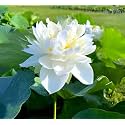White Micro Lotus Tuber Root (Nelumbo nucifera) – Live Hybrid Aquatic Plant for Pond, Tub & Terrace Water Garden | White Blooms in 30-40 Days | Full Sun