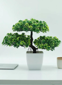 whiteash bonsai wild artificial plant  with pot