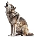 Wolf - Life Size Cardboard Cutout Standup People with Support Standee | Animals -