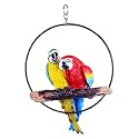 Wonderland Two Parrot in Ring for Hanging, Home Decor, Garden Decor, Home Decoration, Parrots, Bird Decor, Balcony Decoration, Gift|Weather-Resistant Resin Outdoor Decor for Patio, Porch, or Indoor