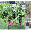 Worlds Costliest Japanese Miyazaki Mango Plant Original