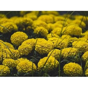 Yellow Marigold Live Plant African Marigold