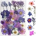 YellowCult Natural Real Dried &amp; Pressed Flowers for Art Craft - Mixed, Multicolor for Soap, Candle, Scrapbooking, DIY, Resin Jewelry, Pendant - [Luxury Blue &amp; Purple 40-45 pcs]