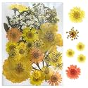 YellowCult Natural Real Dried &amp; Pressed Flowers for Art Craft - Mixed, Multicolor for Soap, Candle, Scrapbooking, DIY, Resin Jewelry, Pendant - [Luxury Yellow 40-45 pcs]