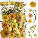YellowCult Natural Real Dried &amp; Pressed Flowers for Art Craft - Mixed, Multicolor for Soap, Candle, Scrapbooking, DIY, Resin Jewelry, Pendant - [Luxury Yellow 40 pcs Sheets]