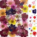 YellowCult Natural Real Dried &amp; Pressed Flowers for Art Craft - Mixed, Multicolor for Soap, Candle, Scrapbooking, DIY, Resin Jewelry, Pendant - [Luxury Red,Pink 40-45 pcs]