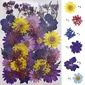 YellowCult Natural Real Dried &amp; Pressed Flowers for Art Craft - Mixed, Multicolor for Soap, Candle, Scrapbooking, DIY, Resin Jewelry, Pendant - [Luxury Purple &amp; Yellow 40-45 pcs]