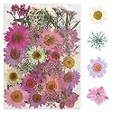 YellowCult Natural Real Dried &amp; Pressed Flowers for Art Craft - Mixed, Multicolor for Soap, Candle, Scrapbooking, DIY, Resin Jewelry, Pendant - [Luxury Pink &amp; Peach 40-45 pcs]