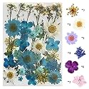 YellowCult Natural Real Dried &amp; Pressed Flowers for Art Craft - Mixed, Multicolor for Soap, Candle, Scrapbooking, DIY, Resin Jewelry, Pendant - [Luxury White &amp; Blue 18x13 cm Sheets]