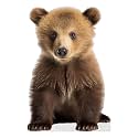 Young Bear - Life Size Cardboard Cutout Standup People with Support Standee | Animals -