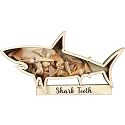 Yousoontic Shark Tooth Display Case, Wood Shark Teeth Box,6 x 3 Inch