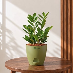 Zamia Green ZZ Plant Zamioculcas Zamiifolia Indoor