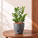 Zamia Green ZZ Plant Zamioculcas Zamiifolia Indoor